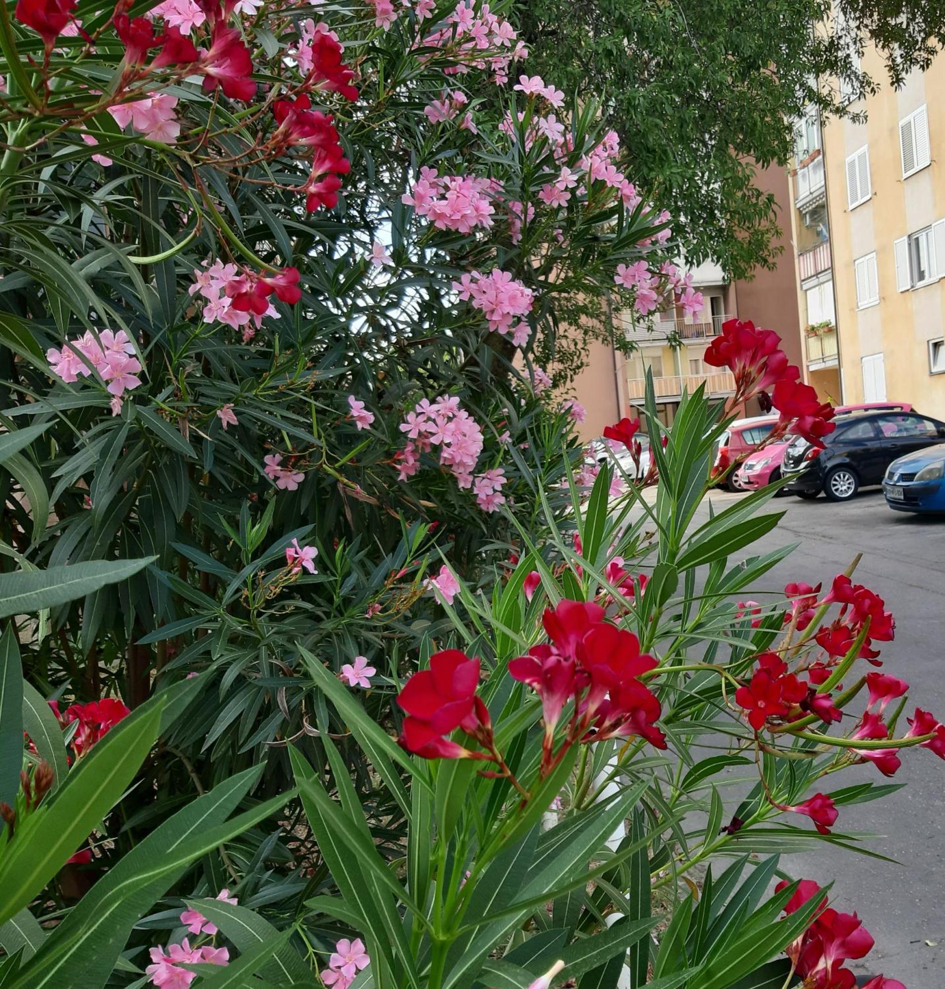Apartma Eva Koper Bagian luar foto